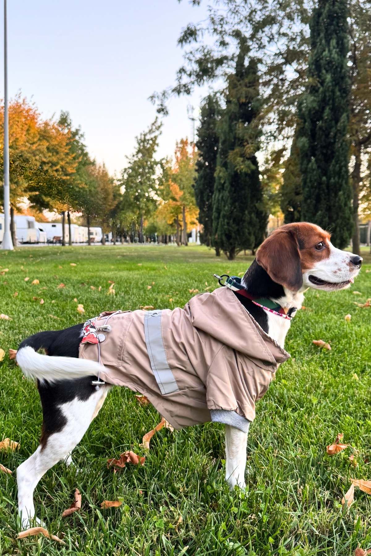 Yağmurluk Beden Tablosu Su Geçirmez Küçük ırk köpek yağmurluğu, Bej