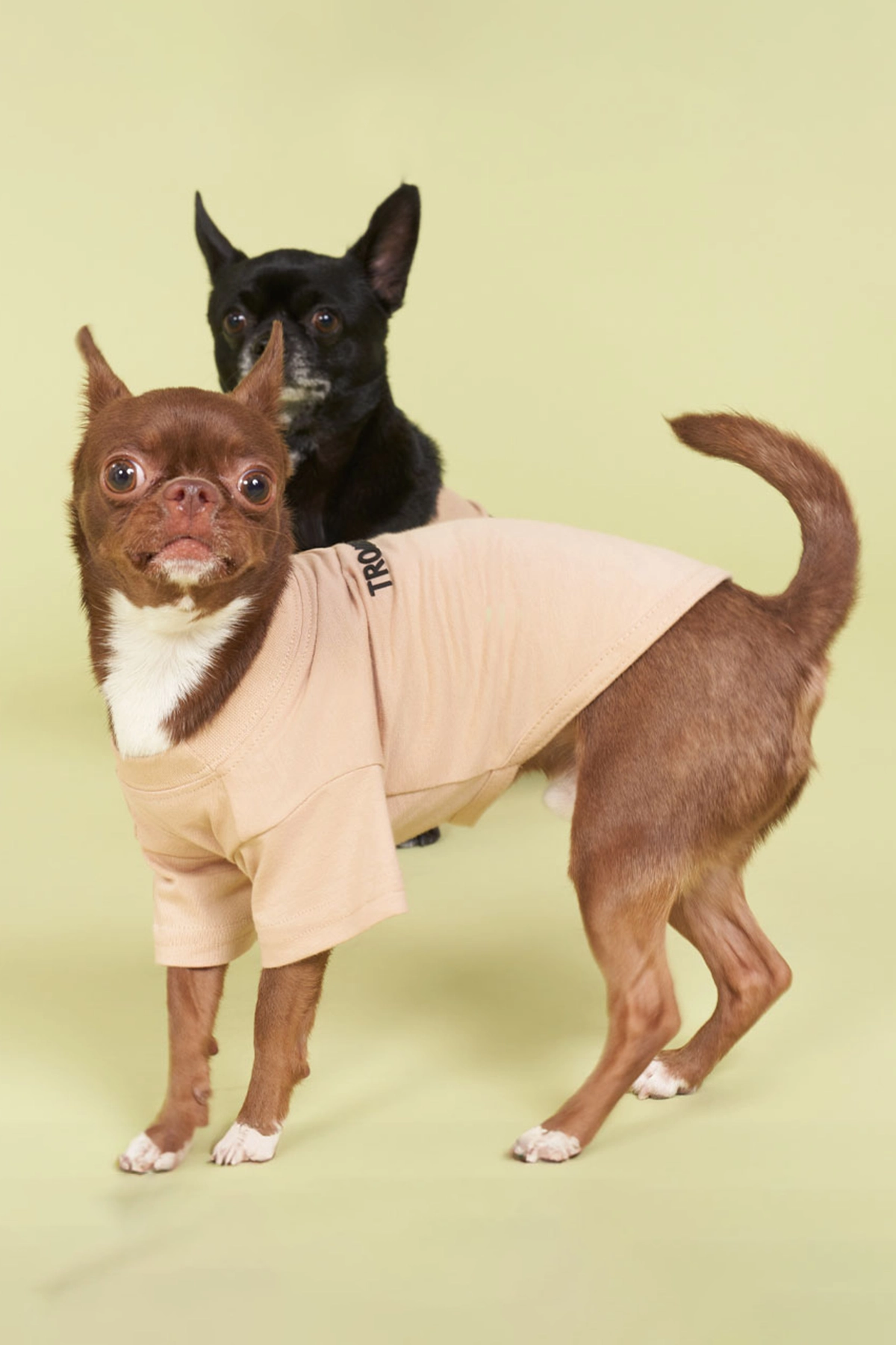 Köpek kıyafeti, Köpek Yazlık T-shirt Pou Trouble Maker 2 Trouble Maker Vizon Köpek T-shirt