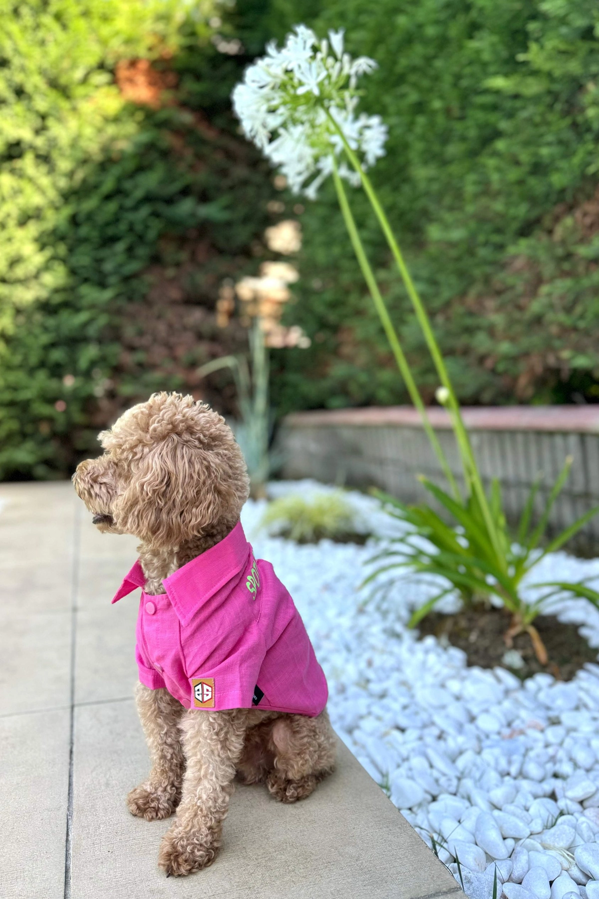 Yazlık Köpek Gömleği Spoiled Humbled Yazlık Köpek Gömleği Spoiled Humbled