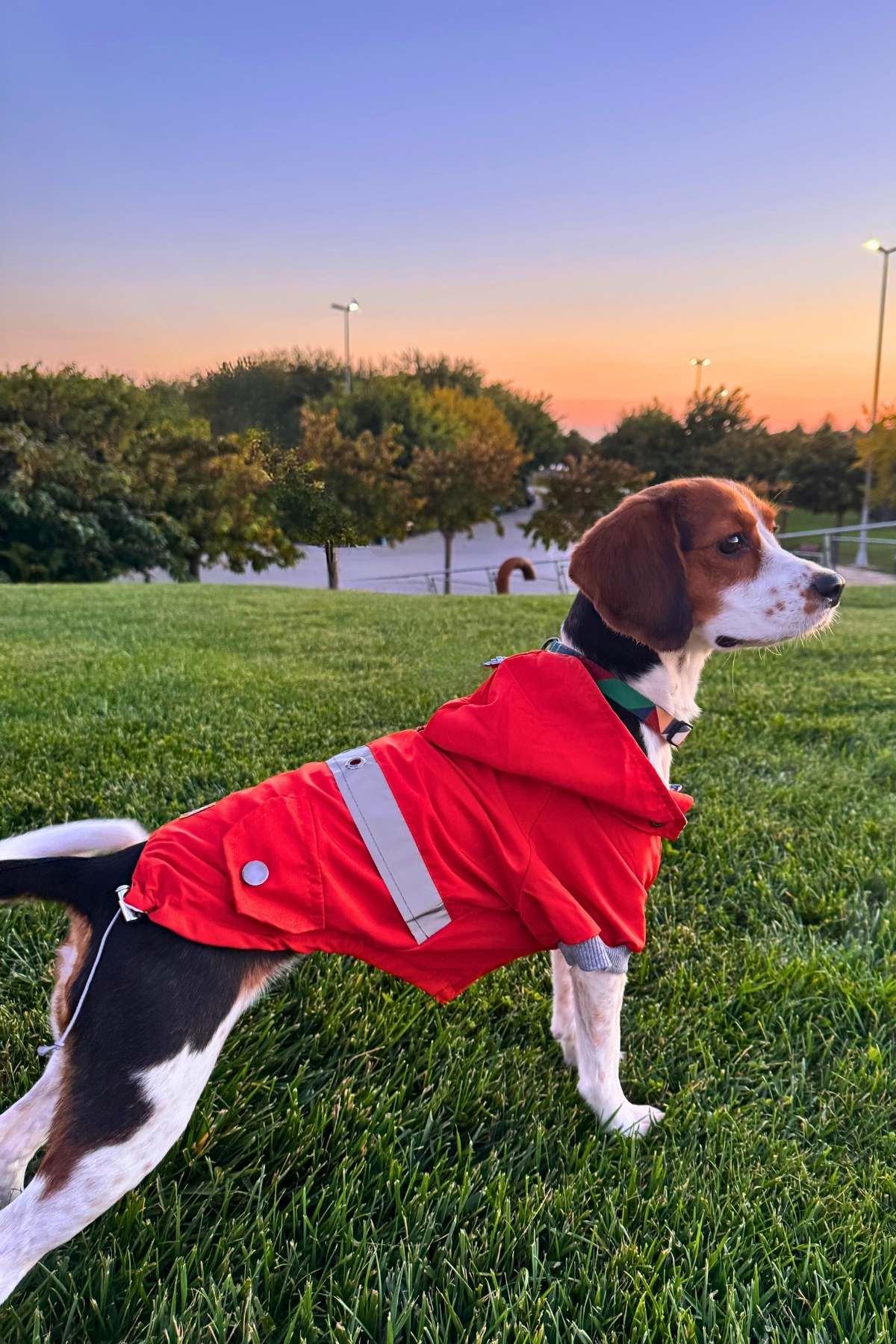 Kiremit Renk Köpek Yağmurluğu Su Geçirmez Küçük ırk köpek yağmurluğu, Kiremit