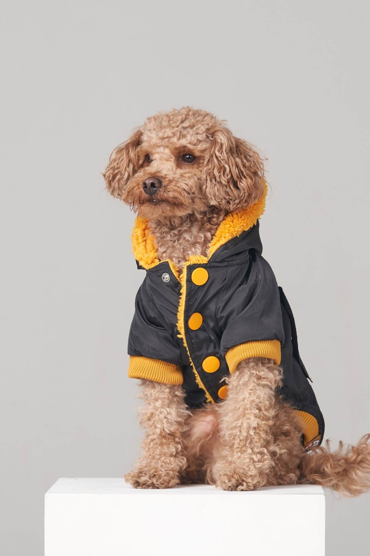 Su Geçirmez Köpek Montu Siyah Sarı 4 Su Geçirmez Köpek Montu Siyah Sarı