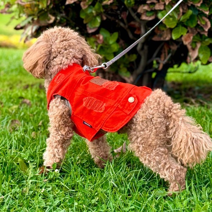 Yazlık köpek kıyafeti, Köpek kot yelek, Turuncu